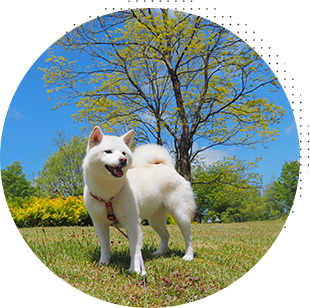 お散歩＆プレイタイムでリフレッシュ