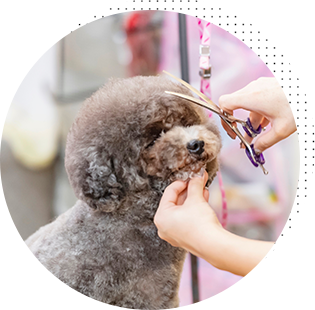 ホテル中のトリミングはお得な割引！