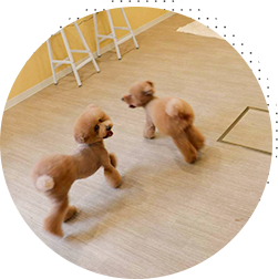 室内ドッグラン