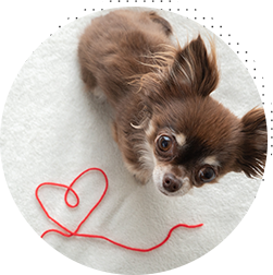 譲渡会・保護犬イベント