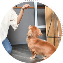 しつけ教室・撮影会