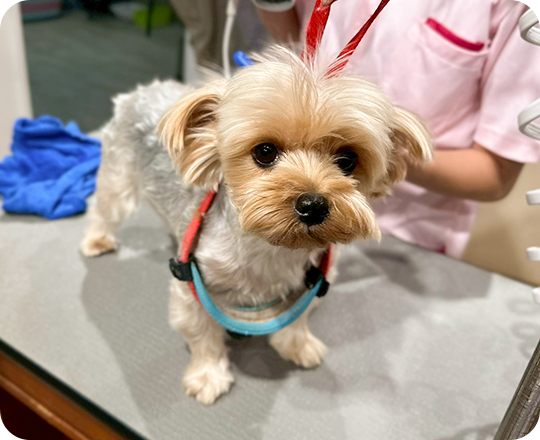 「スキンケア」観点のトリミングで、肌トラブルを改善・予防。